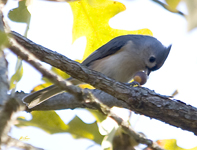 Tufted Titmouse